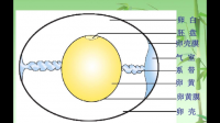 鸡蛋清是小鸡的哪一个部分？