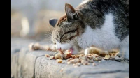 之前常常投食一只流浪猫，后来发现它很挑食，也就放弃了。这几天它一路尾随我至住处，不给吃的就不走了，