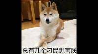 求柴犬单身狗表情包