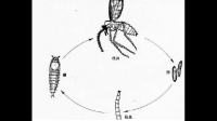 蠓虫的天敌是什么？