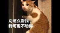 猫咪老是每天叫不停是什么原因呢