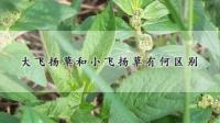 大飞扬草是什么？