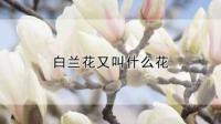 白兰花是什么？