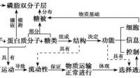 动物激素和植物生长素进入细胞方式分别是什么