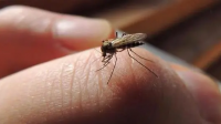 被蚊子叮会得什么病吗？