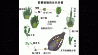 苔藓是如何完成生命活动的