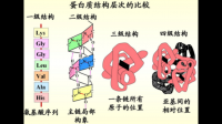 蛋白质的营养价值有何区别？