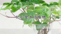 什么叫水培植物